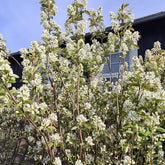 Amelanchier spicata - Aks Bærmispel